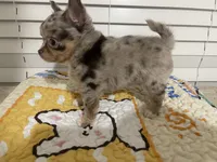 AKC Biscuit , a male Chihuahua for sale in Houston, TX – 5 of 9