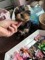 Gucci , a male Yorkshire Terrier for sale in Houston, TX – 4 of 4