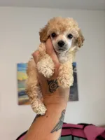 Micro Tcup , a male Poodle - Toy  for sale in Houston, TX – 5 of 6