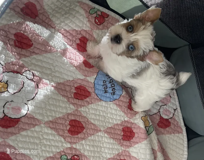Blue eyes  – Yorkshire Terrier puppy for sale in Houston, TX