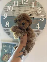 Red, a male Poodle - Toy  for sale in Houston, TX – 2 of 10