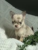 AKC Apple Head , a female Chihuahua for sale in Houston, TX – 6 of 10