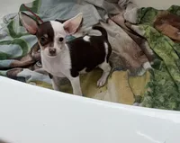 Ollie , a male Chihuahua for sale in Houston, TX – 3 of 9