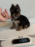 Prince , a male Yorkshire Terrier for sale in Houston, TX – 2 of 3