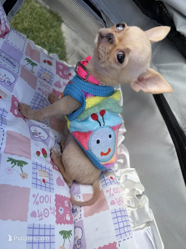 Full AKC Micro Apple head – Chihuahua puppy for sale in Houston, TX