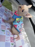 Full AKC Micro Apple head, a female Chihuahua for sale in Houston, TX – 4 of 10