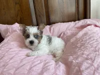 Blue eyes , a female Yorkshire Terrier for sale in Houston, TX – 3 of 10