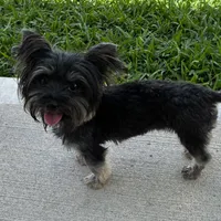 Tcup Import, a female Yorkshire Terrier for sale in Houston, TX – 3 of 10