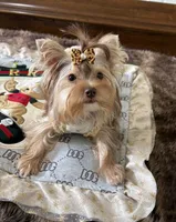 AKC Abby , a female Yorkshire Terrier for sale in Houston, TX – 3 of 10