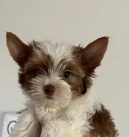 AKC , a male Yorkshire Terrier for sale in Houston, TX – 8 of 9