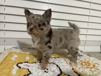 AKC Biscuit , a male Chihuahua for sale in Houston, TX – 3 of 9