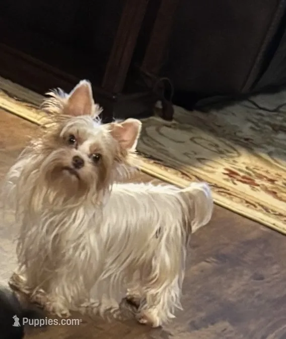 White Chocolate  – Yorkshire Terrier puppy for sale in Houston, TX