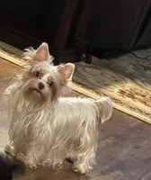 White Chocolate , a female Yorkshire Terrier for sale in Houston, TX – 1 of 6