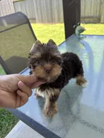 AKC Chocolate , a male Yorkshire Terrier for sale in Houston, TX – 7 of 9