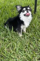 Lucky , a male Chihuahua for sale in Houston, TX – 7 of 10