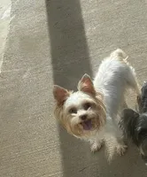 White Chocolate , a female Yorkshire Terrier for sale in Houston, TX – 6 of 6