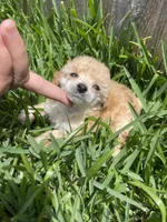 XS Tiny Toy, a male Poodle - Toy  for sale in Houston, TX – 3 of 7