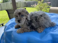 Chase , a male Poodle - Toy  for sale in Houston, TX – 4 of 4