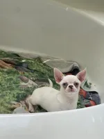 Blu , a male Chihuahua for sale in Houston, TX – 5 of 9