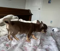 AKC Benedict , a male Chihuahua for sale in Houston, TX – 6 of 10