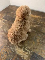 AKC RED , a male Poodle - Toy  for sale in Houston, TX – 9 of 9