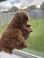 AKC RED , a male Poodle - Toy  for sale in Houston, TX – 5 of 9