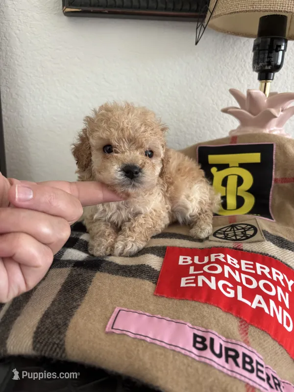 Polo – Poodle - Toy  puppy for sale in Houston, TX