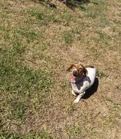 AKC Cinnamon , a female Miniature Dachshund for sale in Houston, TX – 9 of 10