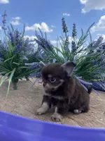 AKC Bliss, a male Chihuahua for sale in Houston, TX – 3 of 10