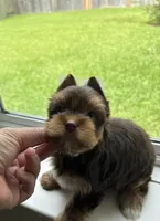 CKC Truffles, a male Yorkshire Terrier for sale in Houston, TX – 8 of 10