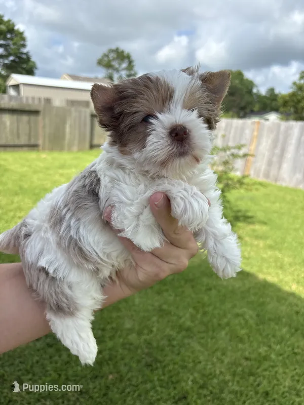 Denali – Yorkshire Terrier puppy for sale in Houston, TX