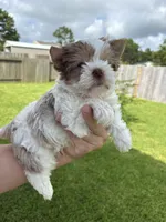 Denali, a male Yorkshire Terrier for sale in Houston, TX – 2 of 10