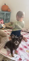 AKC Chocolate , a male Chihuahua for sale in Houston, TX – 3 of 10