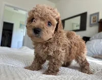 Spencer, a male Poodle - Toy  for sale in Houston, TX – 4 of 10