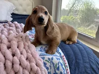 Pop Tart , a male Miniature Dachshund for sale in Houston, TX – Photo 4 of 8