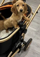 Pop Tart , a male Miniature Dachshund for sale in Houston, TX – Photo 8 of 8