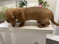 Pop Tart , a male Miniature Dachshund for sale in Houston, TX – Photo 2 of 8