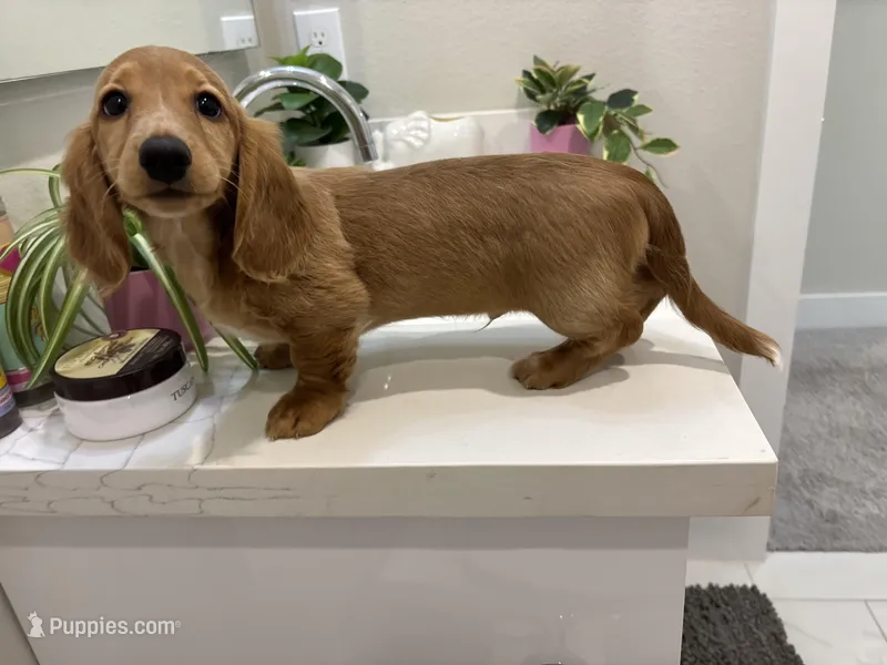 Pop Tart  – Miniature Dachshund puppy for sale in Houston, TX