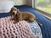 Pop Tart , a male Miniature Dachshund for sale in Houston, TX – Photo 5 of 8