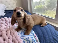 Pop Tart , a male Miniature Dachshund for sale in Houston, TX – Photo 6 of 8
