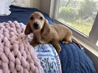 Pop Tart , a male Miniature Dachshund for sale in Houston, TX – Photo 7 of 8