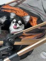 Lucky , a male Chihuahua for sale in Houston, TX – 10 of 10