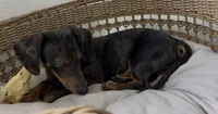 Dapple , a male Miniature Dachshund for sale in Houston, TX – 8 of 10