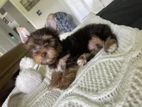 AKC Chocolate , a male Yorkshire Terrier for sale in Houston, TX – 1 of 7