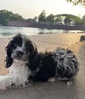 Merle , a male Cavapoo for sale in Houston, TX – Photo 3 of 10