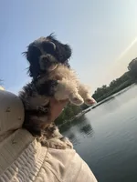 Merle , a male Cavapoo for sale in Houston, TX – Photo 2 of 10