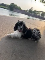 Merle , a male Cavapoo for sale in Houston, TX – Photo 6 of 10