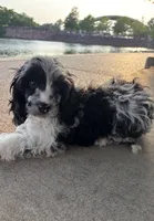 Merle , a male Cavapoo for sale in Houston, TX – Photo 5 of 10
