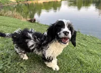 Merle , a male Cavapoo for sale in Houston, TX – Photo 4 of 10
