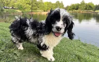 Merle , a male Cavapoo for sale in Houston, TX – Photo 1 of 10
